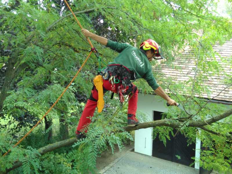 Baumpflege - Kroneneinkürzung durch TreeBee