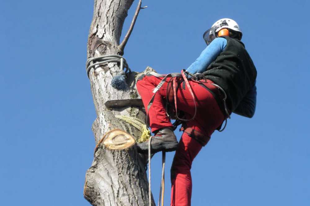 Baumschnitt mit Motorsäge