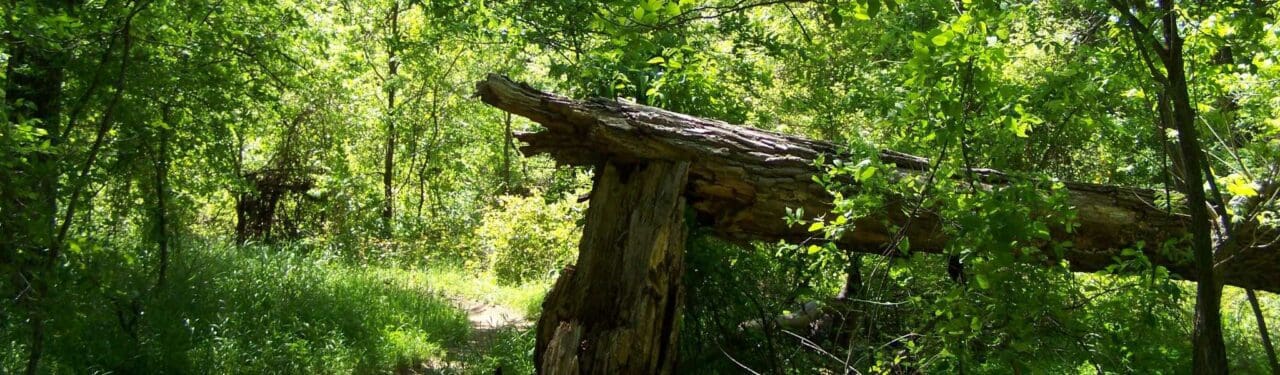 Baumkontrolle gebrochener Baum