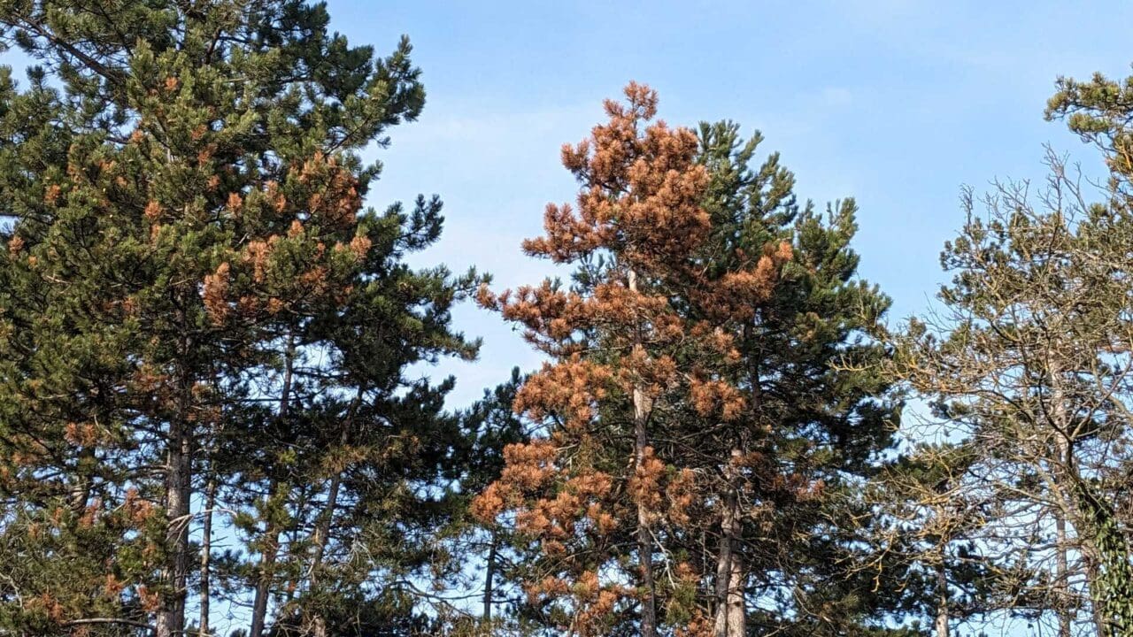 Diplodia Triebsterben - Braune Nadeln auf Kiefer