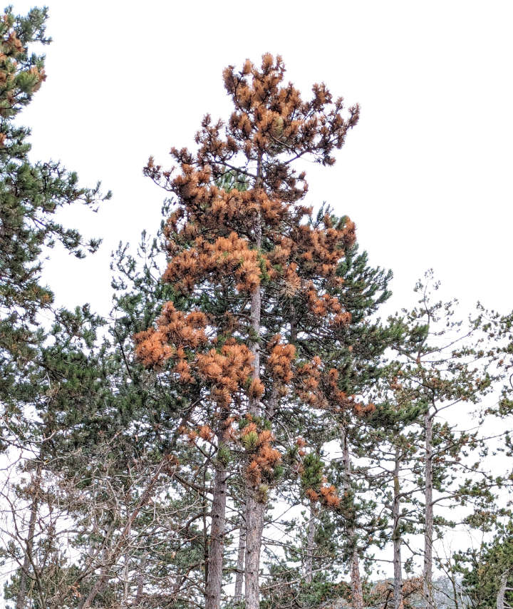 Diplodia-Triebsterben