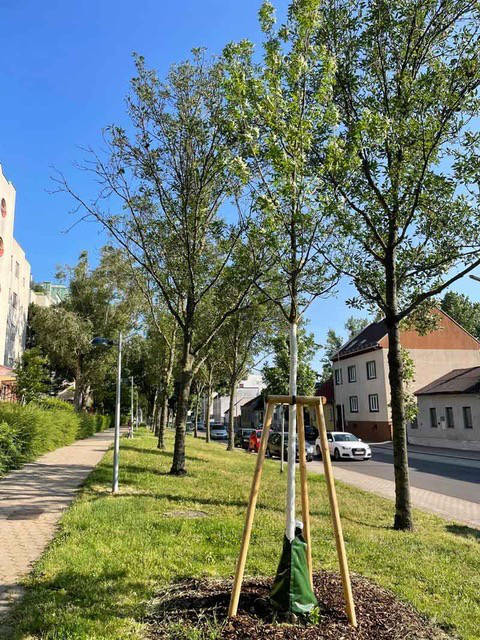 Ersatzpflanzung durch TreeBee