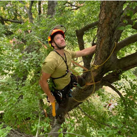 Baumpfleger in Baumkrone mit fokussiertem Blick