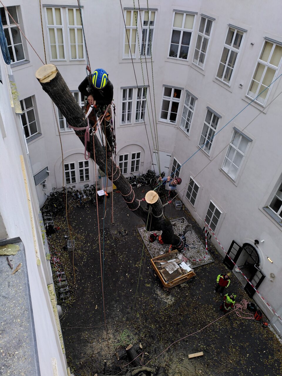 in einem engen Innenhof wird ein auf die Fassade gestürzter Großbaum stückweise von 2 Kletterern abgetragen