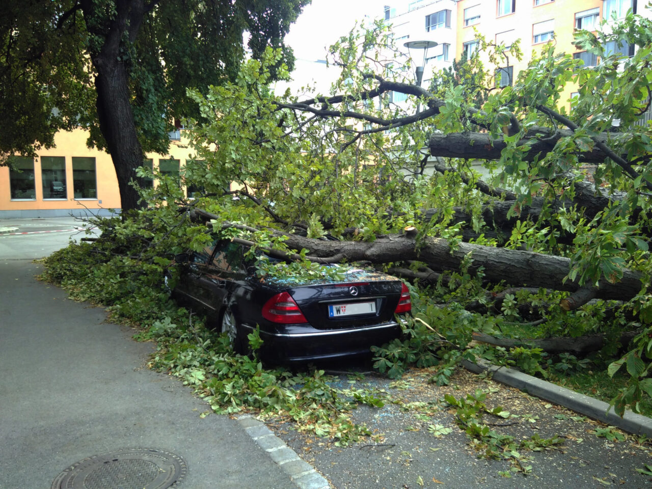 großer Baum auf Auto gestürzt