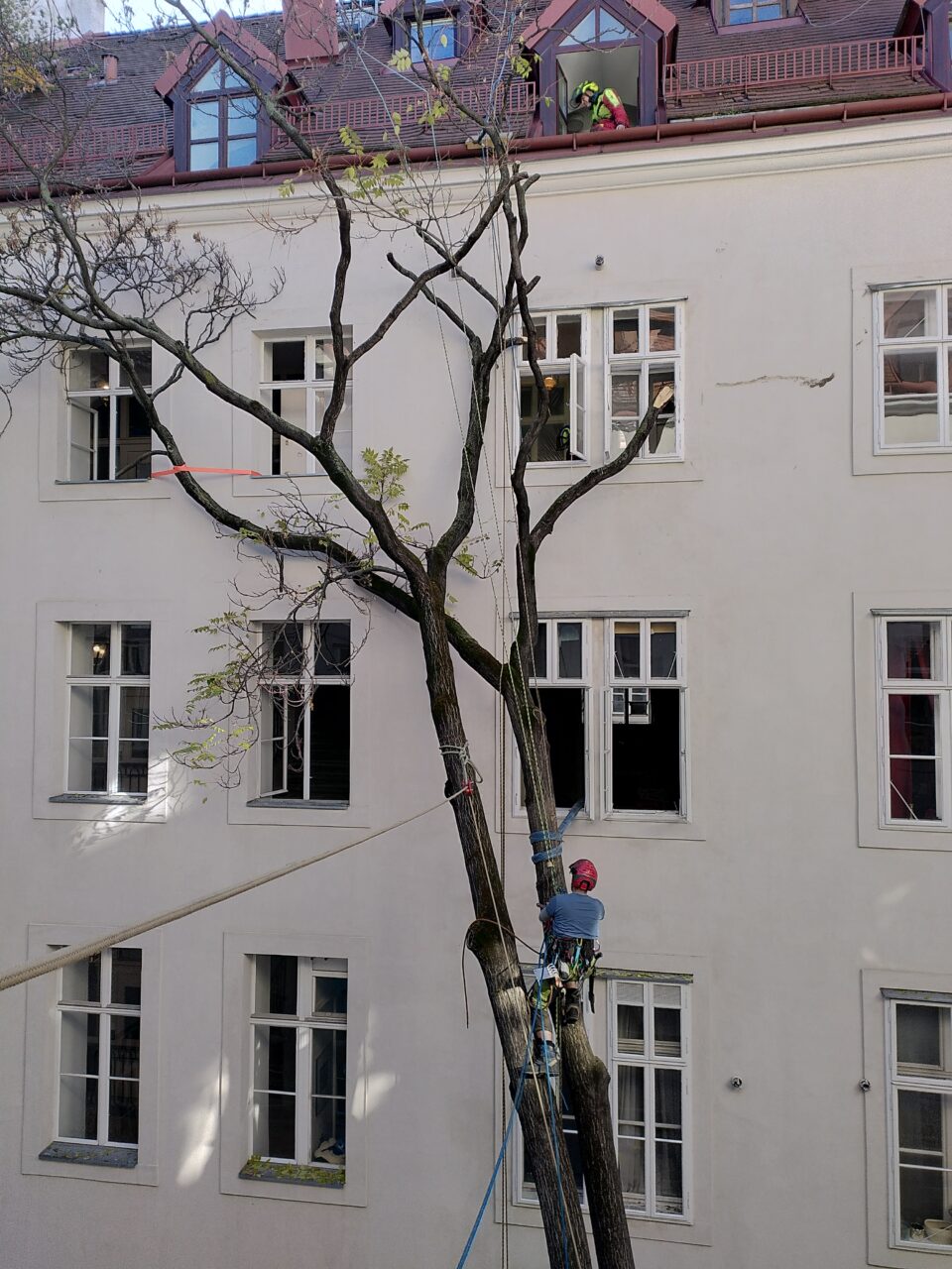 ein Götterbaum hängt in einem Innenhof an einer Fassade, zwei Facharbeiter sind vorsichtig damit beschäftigt, diesen zu sichern und stückweise abzutragen