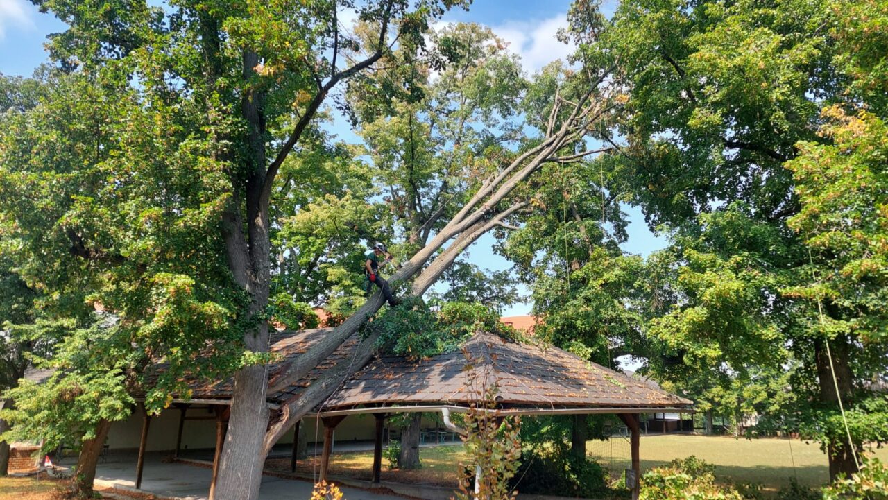 ein Baum ist aufgrund des Windbruches in 2 Hälften gebrochen, wobei eine auf einem Dach liegt und von einem Kletterer vorsichtig abgetragen wird, damit das Dach keinen weiteren Schaden nimmt